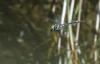 Macromia splendens
